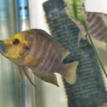 Altolamprologus compressiceps Gold Head Muzi couple
