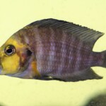 Altolamprologus compressiceps Gold Head Muzi