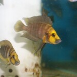 Altolamprologus compressiceps Gold Head Muzi couple