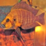 Altolamprologus compressiceps