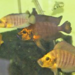 Altolamprologus compressicepsGold Head Kasanga