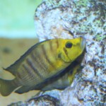 Altolamprologus compressicepsGold Head Kasanga couple