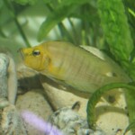 Altolamprologus compressicepsGold Head Kasanga