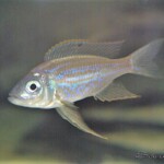 Aulonocranus dewindti