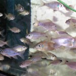 Aulonocranus dewindti