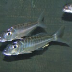 Bathybates fasciata