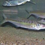Bathybates fasciata