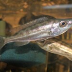 Benthochromis tricoti femelle