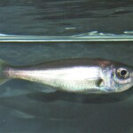 Benthochromis melanoides femelle