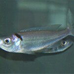 Benthochromis melanoides