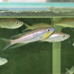 Benthochromis horii