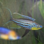 Benthochromis horii zambie