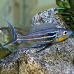 Benthochromis horii zambie