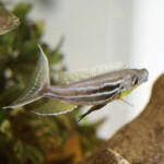 Benthochromis horii