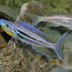 Benthochromis horii zambie
