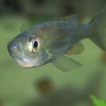 Benthochromis horii zambie femelle