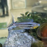 Benthochromis horii zambie