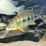 Boulengerochromis microlepis