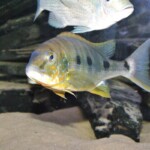 Boulengerochromis microlepis