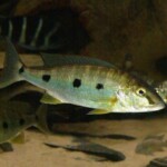 Boulengerochromis microlepis