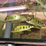 Boulengerochromis microlepis jeunes