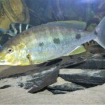 Boulengerochromis microlepis femelle