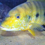 Boulengerochromis microlepis