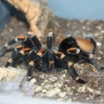 Brachypelma auratum