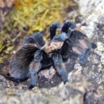 Brachypelma emilia