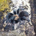 Brachypelma emilia