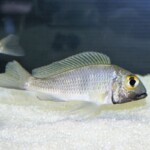 Callochromis macrops Mtosi