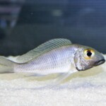 Callochromis macrops Mtosi
