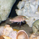 Callochromis macrops Ndole Bay