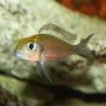 Callochromis macrops Ndole Bay