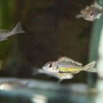 Callochromis pleurospilus Bolumbora