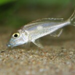 Callochromis pleurospilus Bolumbora