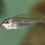 Callochromis pleurospilus Bolumbora en incub