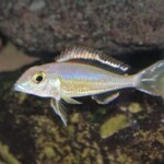 Callochromis pleurospilus Bolumbora