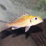 Callochromis macrops Ndole Bay 1