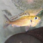 Callochromis macrops Ndole Bay