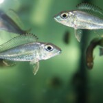 Callochromis pleurospilus Bolumbora