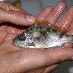 Cunningtonia longiventralis Ulwile