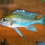 Cunningtonia longiventralis