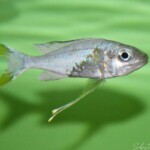 Ophthalmotilapia ventralis