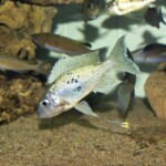 Ophthalmotilapia ventralis