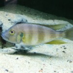 Limnochromis staneri