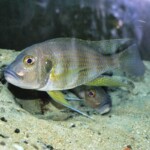 Limnochromis staneri
