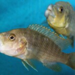 Lobochilotes labiatus