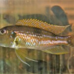 Gnathochromis permaxillaris