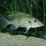 Gnathochromis permaxillaris